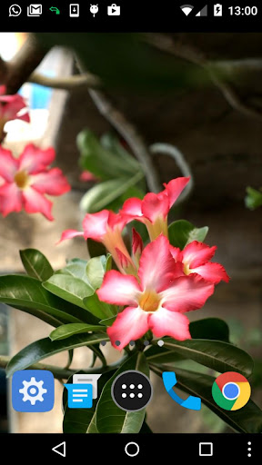 adenium flower wallpaper Screen 2