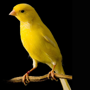 Top 13 Tools Apps Like Canary train - Best Alternatives
