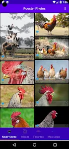 Rooster Photos