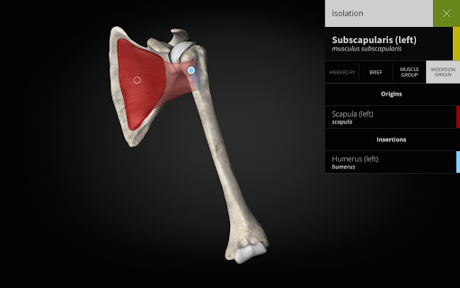Anatomyka - 3D Human Anatomy Atlas 2.1.5 Screenshots 10