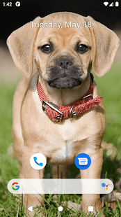 Cute Dog Wallpapers Screenshot