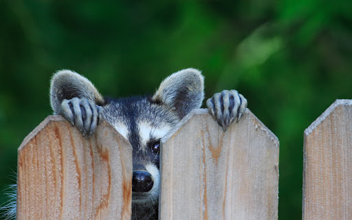 Raccoon Wallpapers 8