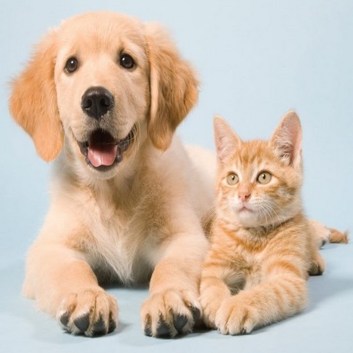 watch pet Windows에서 다운로드