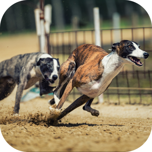 Dogs Race Wallpapers