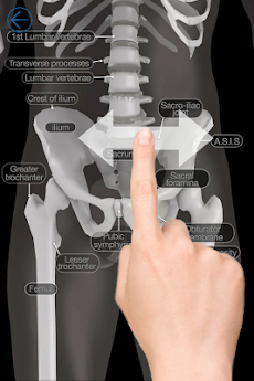 Skeletal Anatomy 3Dのおすすめ画像2