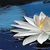 Shiny Lotus Live Wallpaper icon