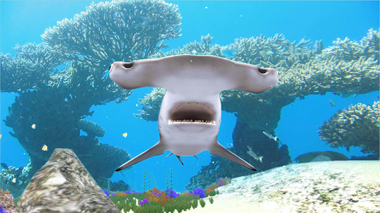 The Hammerhead Shark