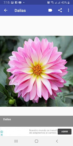 Galería de flores hermosas