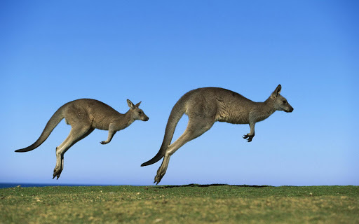Kangaroo Wallpaper