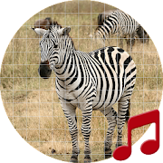 Zebra (Animal) sounds ~ Sboard.pro