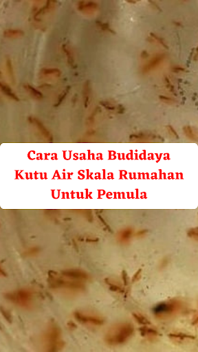 Cara Usaha Budidaya Kutu Air 4