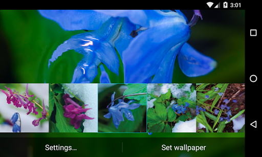 Frost flowers Wallpaper