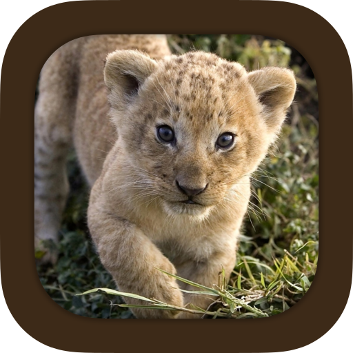 Animal Sounds 1.4.1 Icon