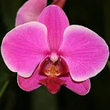 Orchid Wallpapers HD icon