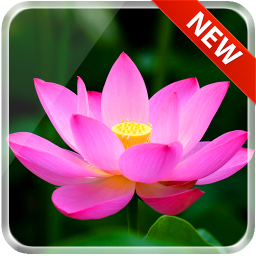 Lotus 3D Live Wallpaper – Apps on Google Play