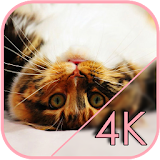 Laser for cats Live Wallpaper icon