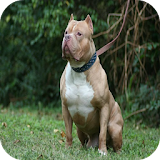Pitbull Dog HD Wallpapers icon