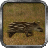Tapir Live Wallpaper icon