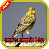 Canarios Campeao Belga icon