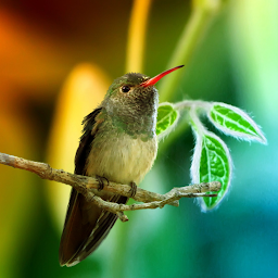 Imagen de ícono de Hummingbirds Live Wallpaper