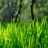 grass live wallpapers icon