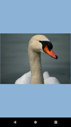 Swan water bird wallpaper Screen 3