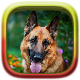 Symbolbild für Hunde Puzzle: Schäferhund