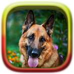 Picture Puzzle: German Shepher
