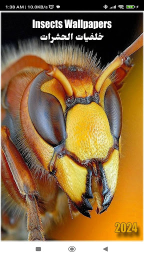Android application Insects Wallpapers 2024 screenshort