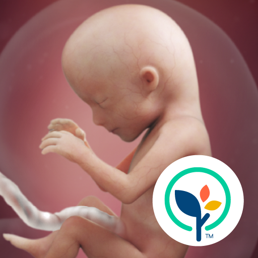 Pregnancy App & Baby Tracker 4.10.0 Icon