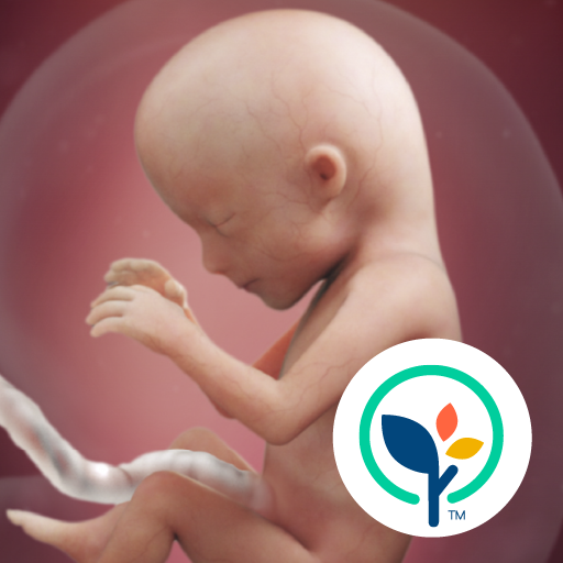 Pregnancy App & Baby Tracker 4.12.2 Icon