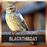 Suara Burung Blackthroat icon