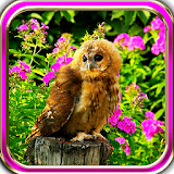 Owls Photo HD live wallpaper icon