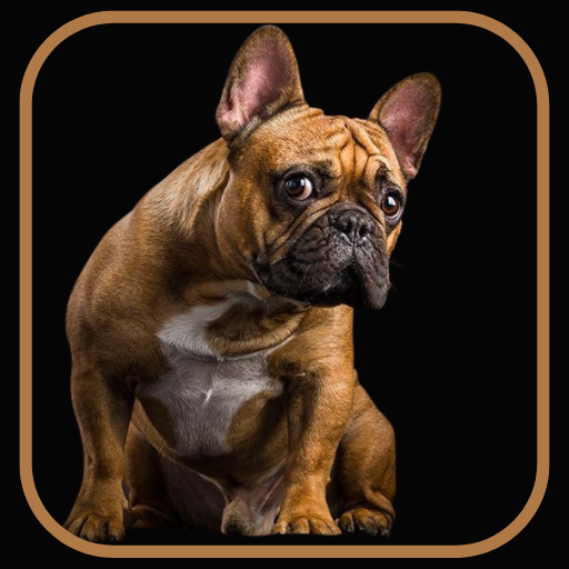 French Bulldog - AppWisp.com