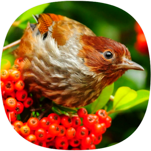 Australian Birds Sounds logo