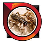 Cover Image of Télécharger Cultivating bird crickets feed  APK
