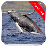 Whales in the Sea LWP icon