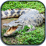 Life of Crocodile - Wild Sim icon