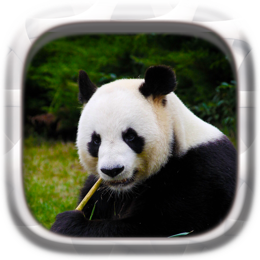 Picture Puzzle: Panda  Icon