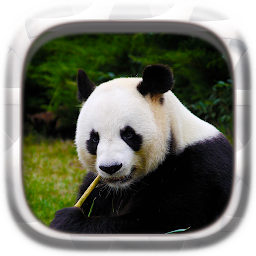 Slika ikone Životinje puzzle: Panda