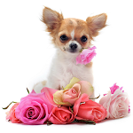 Cover Image of Descargar Chihuahua Wallpapers  APK