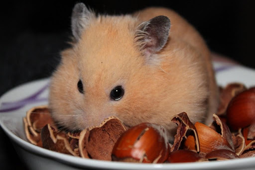 Cute hamster wallpapers