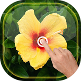 Magic Wave - Cute Hibiscus Flower LWP icon