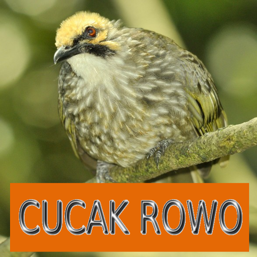 Master Kicau Cucak Rowo 1.2 Icon