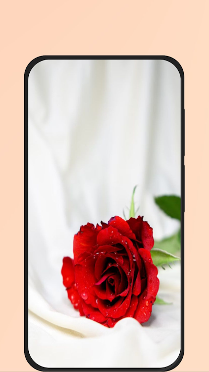 red rose pic - 3 - (Android)