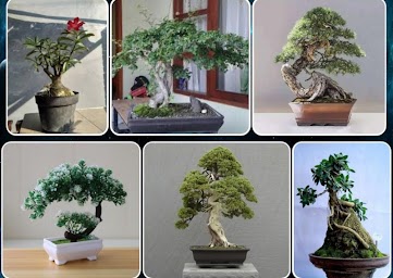 various bonsai plants