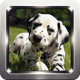 Dalmatian Dog Wallpapers icon