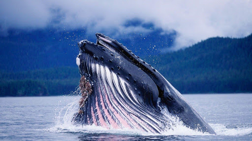 Whale. Animals Wallpapers