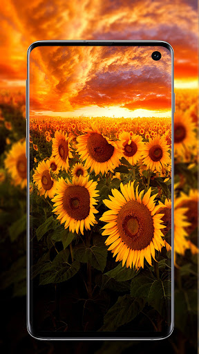 Sunflower Wallpaper Screen 2