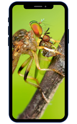 Insect Wallpapers Screen 2